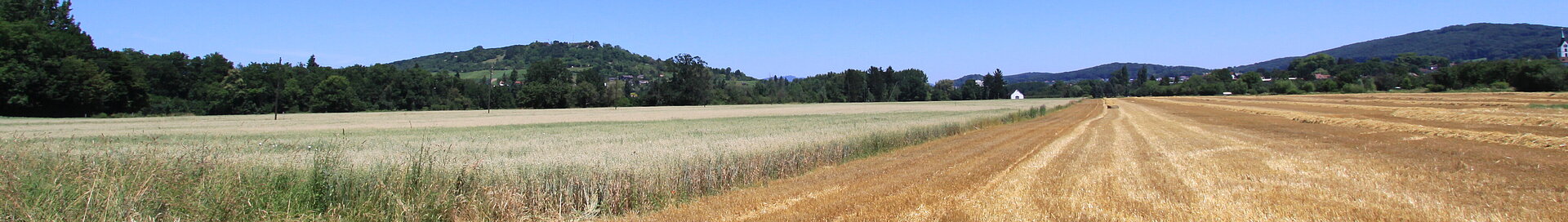 Landschaftspark Wiese - Kornfeld mit blauem Himmel