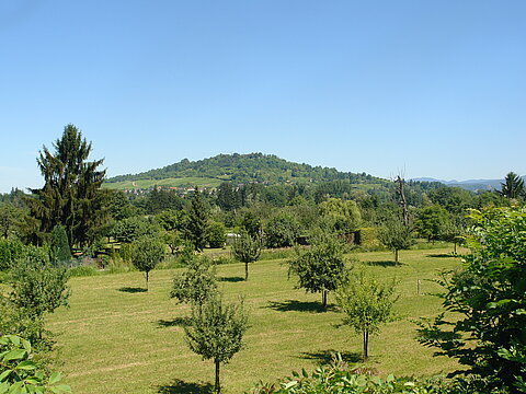Landschaftspark Wiese - Bäume